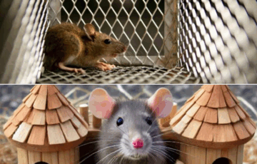 “Parku i minjëve”