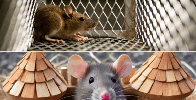 “Parku i minjëve”